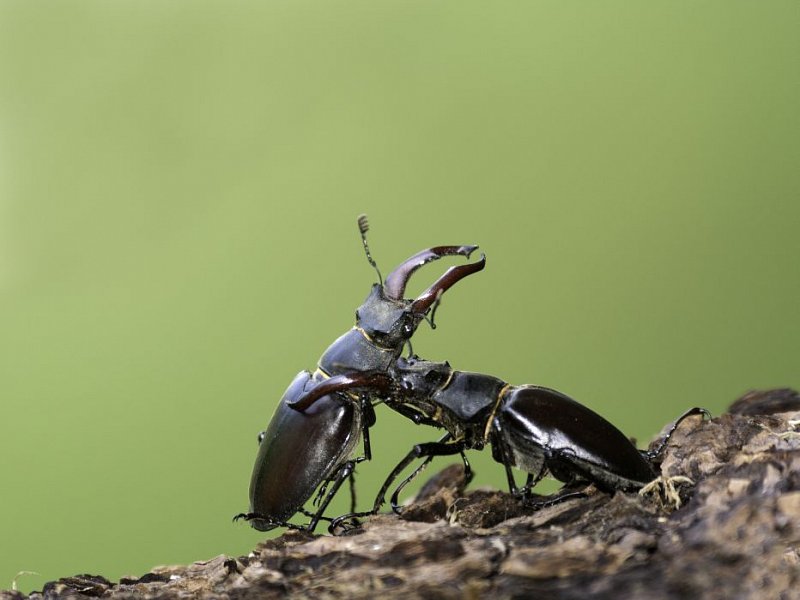 Battling beetles